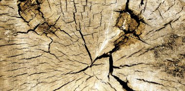 Derin ve geniş çatlakları olan bir kütük. Kesik kuru ahşap yüzeyi ve kahverenginin ılık bir açık tonunun ortasında çatlaklar. Yukarıdan manzara. Seçici odaklanma. Duvar kağıdı arkaplanı için alanı kopyala