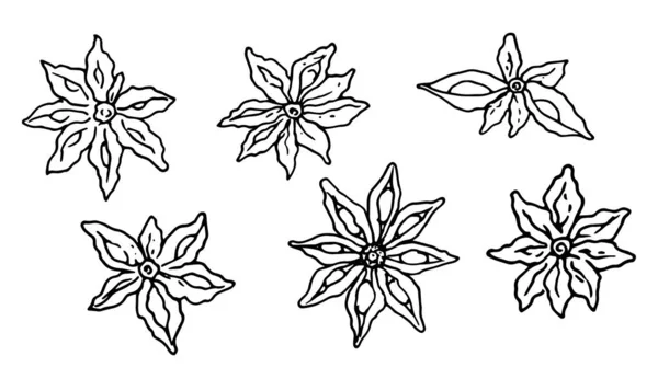 Planta de semilla de flor de estrella de anís dibujada a mano. Ilustración de bocetos. Hierbas picantes. aislado en blanco. — Vector de stock