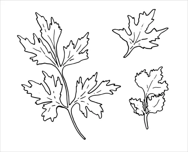 잎과 코리안 가시가 달린 손으로 그린 파슬리가지는 흰 배경에 분리되어 있다. 손으로 그린 허브. 디자인을 위한 듀들 요리 재료. 손으로 그린 조미료. 벡터 일러스트 — 스톡 벡터