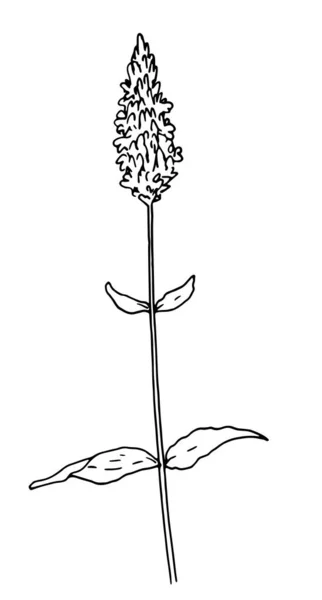 Chia Salvia hispanica è un supercibo sano. Illustrazione vettoriale botanica disegnata a mano in stile schizzo contorno nero su sfondo bianco — Vettoriale Stock