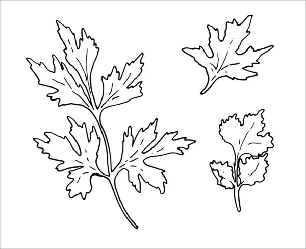 Una rama de perejil dibujada a mano con hojas y ramitas de cilantro aisladas sobre un fondo blanco. Hierbas dibujadas a mano. Doodle ingrediente de cocina para el diseño. Condimento dibujado a mano. Ilustración vectorial — Vector de stock