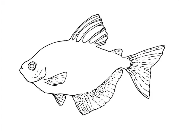 Mignon poisson-image tropicale pour la coloration. Le poisson vectoriel linéaire est un élément de conception animale. Aquarium poisson ternetzi-un animal de compagnie. Contour. dessin à la main dans le style croquis série de dessins — Image vectorielle