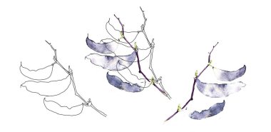 Beyaz arka planda izole edilmiş mor dolikos fasulye kabuklarının suluboya çizimi. davet şablonları için