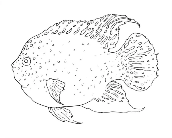 赤いテキサス チクリッドの魚のロゴベクトルのイラスト スタイルの魚のベクトルのイラスト赤いテキサス チクリッドは スケッチスタイルで描かれ ページのロゴのベクトルのイラストの着色のための白い背景に黒いアウトライン — ストックベクタ