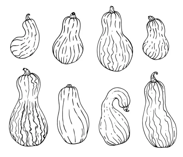 Calabaza Larga Mantequilla Ilustración Tinta Dibujada Mano Aislada Sobre Fondo — Vector de stock