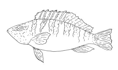 Levrek mürekkebi çizimi. Nehir levreğinin el çizimi. Vektör. Beyaz arkaplana elle çizilmiş Serranus yazısının mürekkep çizimi. Bir tasarım şablonu için el çizimi nehir levreği çizimi çizimi