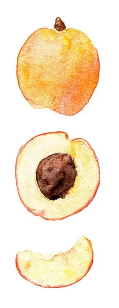 Morele Soczyste Jasne Owoce Ręczna Ilustracja Akwarelą Projekt Tapety Tło — Zdjęcie stockowe