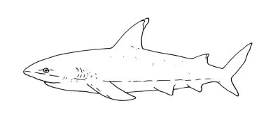 Büyük saldırgan köpekbalığı. Vektör çizimi. Bir köpekbalığı vektörü çiziminin siyah çizimi. Balık köpekbalığı manzaralı çizim. Tasarımınız için izole edilmiş bir taslak öğe biçiminde elle çizilmiş bir köpekbalığının vektör çizimi .