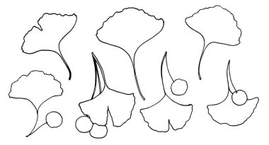 Ginkgo biloba, beyaz arkaplanda tasarım şablonu için basit izole elementler çizilmiş, böğürtlen vektör el çizimi çizim çizimi ile çizim yapar.