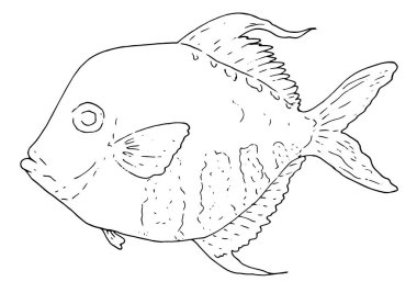 El çizimi Atlantik Ay Balığı Selene Setapinnis. Deniz ürünleri. Ay balığı. Deniz Balığı. Lezzetli deniz ürünleri. Okyanus Spor Balıkçılığı. Taze deniz ürünleri. Balık yemeği diyeti. Balık tutmaya. Tasarlanacak vektör grafikleri. Atla biçiminde elle çizilmiş vektör çizimi