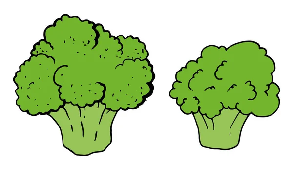 Broccoli Vector Illustration Vegetable Broccoli Vector Illustration Vegetable Hand Drawn — Stock Vector