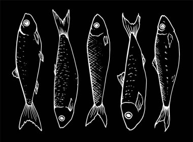 Lineer sanat tarzında çizilmiş küçük çaça balıklarının vektör grafik koleksiyonu. Deniz ürünleri menüsünde sardalya ve lahanalar var. Deniz ve okyanus küçük balıklar siyah arka planda izole edilmiş beyaz ana hatlar