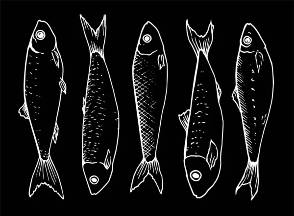 Vector graphic collection of small sprat fish drawn in the style of linear art. The seafood menu includes sardines and sprats. Sea and ocean small fish white outline isolated on black background — Vector de stock