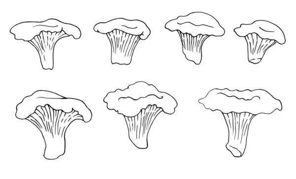 Черно-белая графика, грибы семейства грибов, кантарелл, гурманы, вегетарианцы, осенние грибы на белом фоне для печати, поваренная книга, логотип. — стоковый вектор