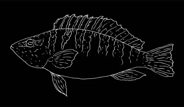 A hand-drawn ink sketch of the perch Serranus scriba is drawn with a white outline on a black background. Hand drawn vector illustration of an isolated river bass element for a design Template — Vector de stock