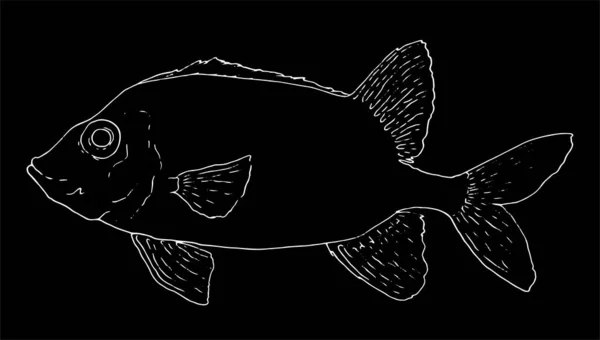 Ilustração Vetorial Fish Vector Illustration Soldier Fish Fish Soldado Peixe — Vetor de Stock