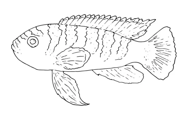 かわいい熱帯魚 着色のための画像 ベクトル線形魚 動物のデザイン要素 水族館魚シュードトロフェウスTropheops ペット 手描き — ストックベクタ