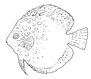 Symphysodon Heckel Sketch beyaz arka planda elle çizilmiş bir balık. Grafik elementinin vektörü beyaz arkaplanda izole edilmiş siyah bir dış hattır. Dizideki akvaryum tropikal balıklarının vektör çizimi birlikte çalışmak için uygundur.