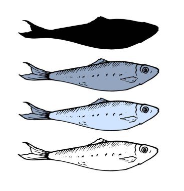 A set of small fish. sprat in different variation of the sketch, the color and silhouette . isolated fish sardine elements black lines in blue and gray painted by hand for your design on a white backg clipart