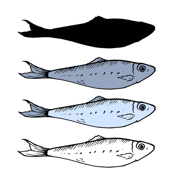 Ensemble Petits Poissons Sprat Dans Différentes Variations Esquisse Couleur Silhouette — Image vectorielle