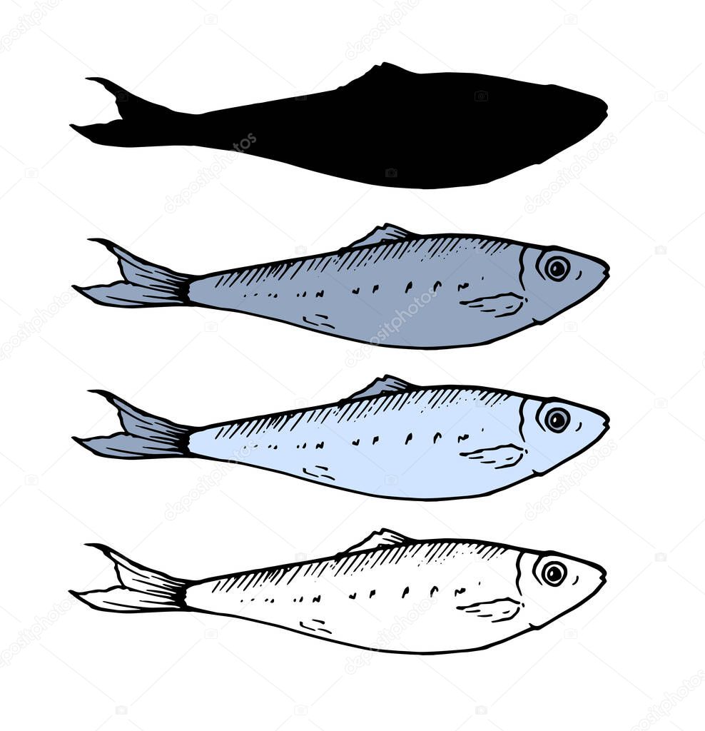 A set of small fish. sprat in different variation of the sketch, the color and silhouette . isolated fish sardine elements black lines in blue and gray painted by hand for your design on a white backg
