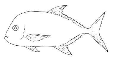 Derin beyaz arka plan illüstrasyonu.vektör deniz balığı dev Caranx siyah çizgili beyaz arka plan. Balık tutmak için izole bir element, menü balığı tasarım şablonu. Renklendirmek için bir seri balık