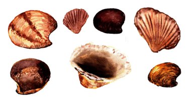 İzole edilmiş deniz kabuklarının güzel renkli suluboya çizimleri. Renkli bir geçmiş. Beyaz arka planda elle çizilmiş bir koleksiyon. Seyahat kavramı. Suluboya