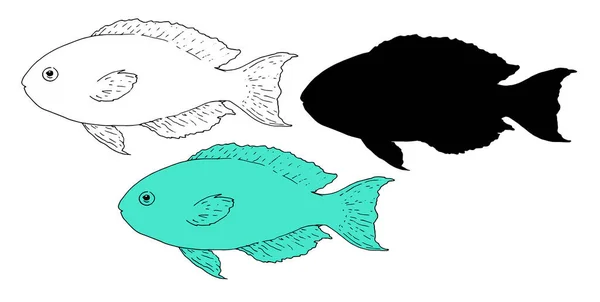 金丝雀 复古素描 任何目的都很好的设计 海鱼向量集 金丝雀 金丝雀 绿松石的轮廓和色彩 白色背景手绘的孤立的鱼元素 黑色轮廓和轮廓 — 图库矢量图片