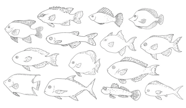 Satu set besar vektor terisolasi gambar ikan laut. koleksi ikan dari berbagai bentuk dan spesies yang digambar dengan tangan dalam gaya sketsa dengan garis hitam pada latar belakang putih untuk menu Stok Ilustrasi 