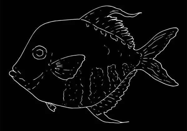 Hand Drawn Atlantic Moonfish Selene Setapinnis Dalam Bahasa Inggris Sea - Stok Vektor