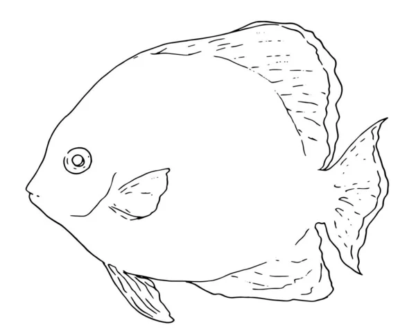 Platax Fish Sketch Cartoon Style White Background Линейный Стиль Рисования — стоковый вектор