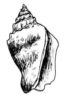 El çizimi deniz kabuğu çizimleri. Eskiz stili el yapımı, beyaz arka planda siyah bir çizgi olan eski bir kabuk. Davetiyeler, kumaşlar, tekstil, yatak, posterler, baskılar, afişler için mükemmel.