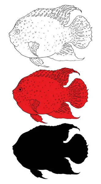 水槽の赤い魚のベクトルセットテキサス州のシクリッド。手描きの水族館魚を黒線とシルエットでスケッチスタイルで、赤魚をテクスチャドットとストライプの分離要素でデザインテンプレート — ストックベクタ