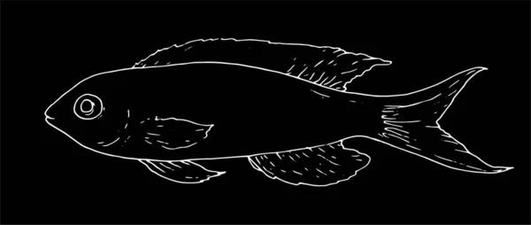 伪硫酸盐 伪硫酸盐鱼的载体 海底低音伪南极鱼手绘素描风格孤立的白色轮廓 在黑色背景上作为设计模板 鱼类图例系列 一种风化鱼的矢量图解 — 图库矢量图片