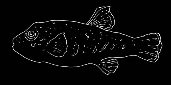 Siyah Arka Planda Kirpi Balığının Izole Edilmiş Beyaz Çizgisi Çizim — Stok Vektör