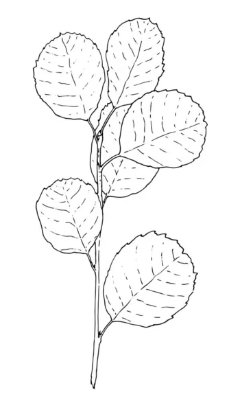 Branche Vectorielle Arbre Amelanchier Petite Brindille Forme Croquis Dessinée Main — Image vectorielle