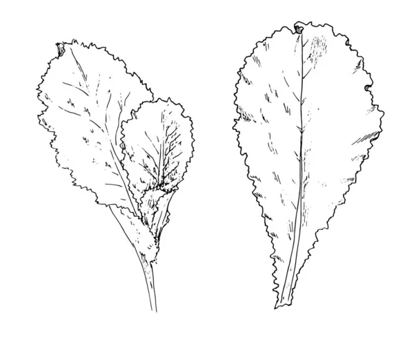 Ensemble de salade vectorielle. feuille de laitue dessinée à la main et une plante avec plusieurs feuilles de différentes tailles contour noir isolé sur un fond blanc pour un modèle de conception de menu, étiquettes, emballage — Image vectorielle