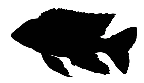 Векторный Силуэт Aulonocara Firefish Fish Черный Силуэт Нарисованный Вручную Стиле — стоковый вектор