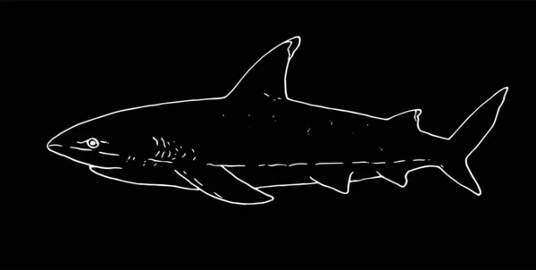 Die weißen Umrisse eines Hais. Handgezeichnet in einer Skizze einer Fisch-Hai-Seitenansicht. Vektorillustration eines Hais. blutrünstige Hai isoliert weißen Umriss auf schwarzem Hintergrund für Menü-Design-Vorlage — Stockvektor