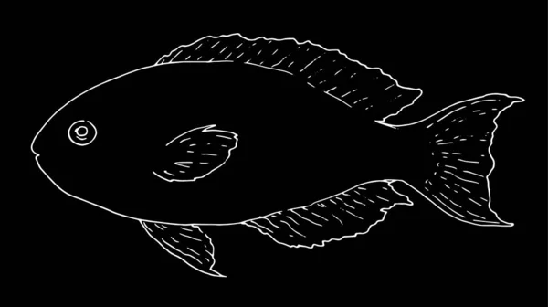 Διανυσματικό Σκίτσο Του Θαλασσινού Ψαριού Scarus Rubroviolaceus Απομονωμένο Λευκό Περίγραμμα — Διανυσματικό Αρχείο