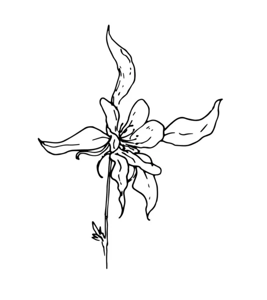 Aquilegia 'nın taşıyıcı çiçeği. Davetiyelerin, ambalajların, işaret işaretlerinin tasarım şablonu için beyaz arkaplan üzerinde siyah bir çizgi ile izole edilmiş, eskiz stili, kenar görünümü ile çizilmiş basit bir sütunçiçeği. Güzel çiçek çizimi, harika. 