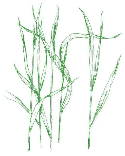 在白色背景上画有绿色叶子和小穗的Elytrigia的矢量画 手绘素描风格的野草爬行草 在白色背景上呈绿色的孤立轮廓 植物学上的例证 手绘插图 — 图库矢量图片