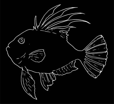 John Dory 'nin izole edilmiş bir vektör elemanı. Yüzgeçleri ve kuyruğu uzanan bir yan görüşü olan siyah bir arkaplanda izole edilmiş beyaz bir çizgi. Bir tasarım şablonu için John Dorey 'in deniz balığı stilinde elle çizilmiş bir çizim. John D 'nin izole vektör ögesi