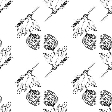 Çiçek açan yoncaların kusursuz desenleri. Tasarım şablonu için beyaz bir arka planda yapraklı el çizimi bir çayırlık yonca deseni ve farklı yönlerde siyah bir çiçek deseni. Botanik illüstrasyon