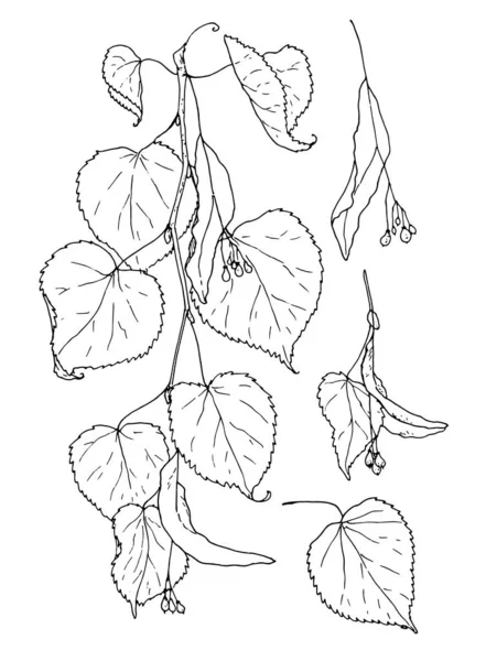 나무의 가지들 스케치 스타일의 콜렉션 봉오리와 Linden 트리의 디자인 템플릿 — 스톡 벡터