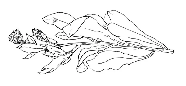 Vektorpflanze Ringelblume Handgezeichnete Heilpflanze Calendula Zweig Mit Blättern Und Knospe — Stockvektor