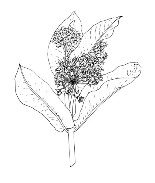 Asclepiasベクトルは現実的なスタイルで描画します 葉と花のあるスケッチスタイルのアスクレピアスの小枝は 招待状のデザインテンプレートパッケージの白い背景に黒い輪郭を孤立させました 美しいスケッチの花のアスクレピアス Aのための素晴らしいデザイン — ストックベクタ