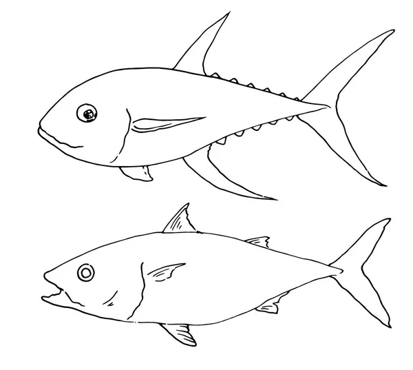 Vektor Set Ikan Tuna Laut Seperangkat Sketsa Gaya Ikan Tuna - Stok Vektor