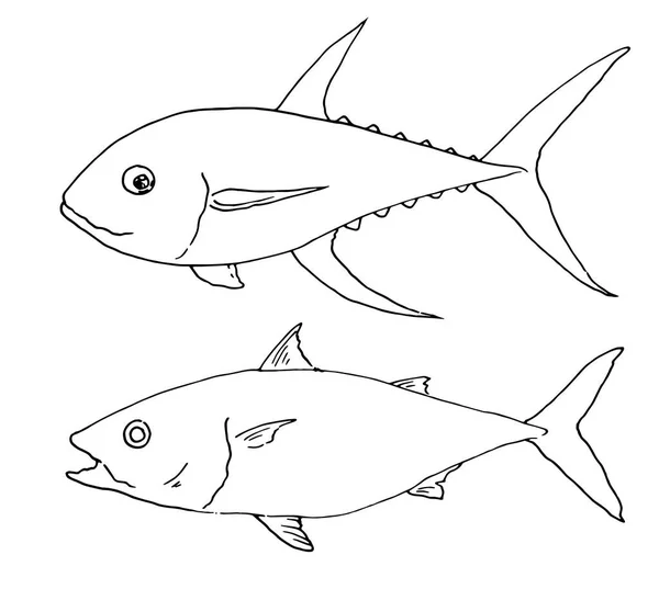 Juego Vectores Atún Mar Conjunto Estilo Boceto Atún Mar Entero — Archivo Imágenes Vectoriales