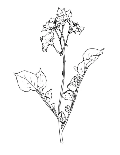 Vector Plant Potato Painted Potato Stalk Leaves Flower Sketch Style — Stock Vector